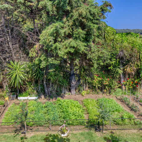 Christina’s Garden 1